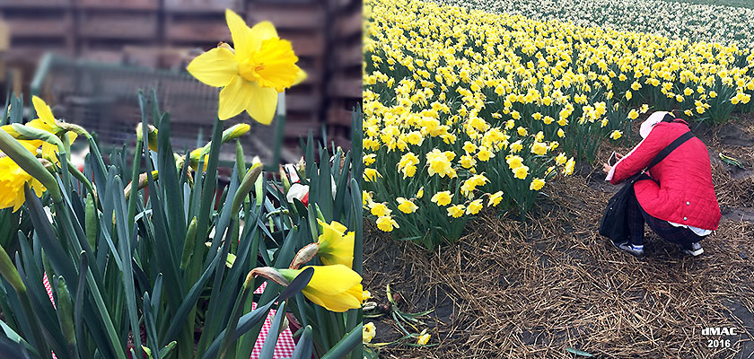 Shinta daffodils